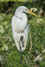 great white egret